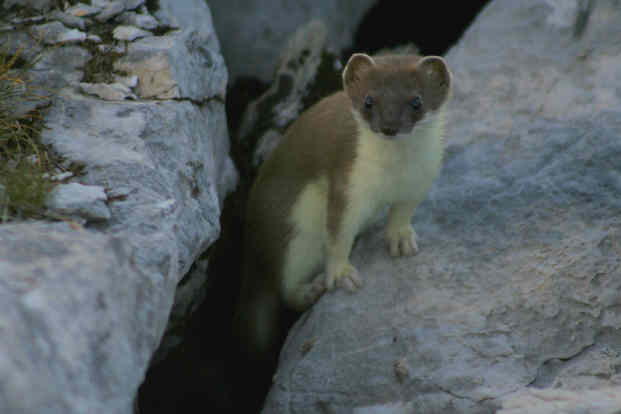 Fauna delle Alpe